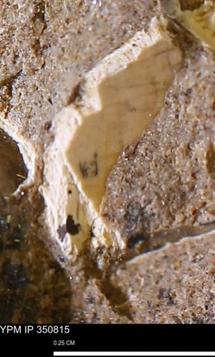 undet. Mollusca