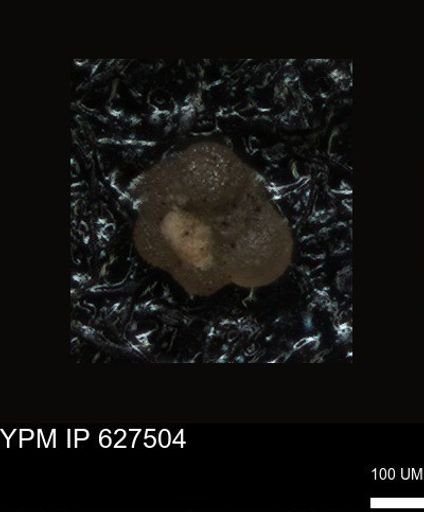 undet. Foraminiferida