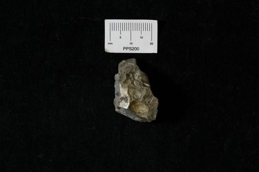 Protocardia