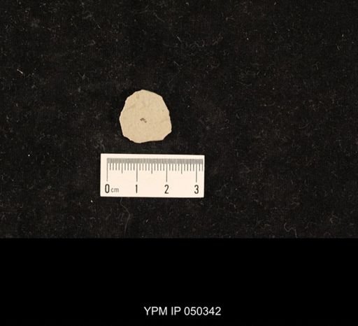 undet. Hymenoptera