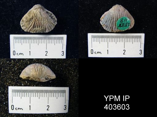Anastrophia verneuili
