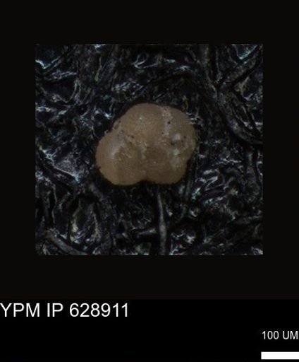 undet. Foraminiferida