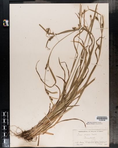 Carex amphibola