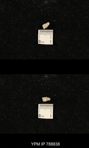 taxon undetermined