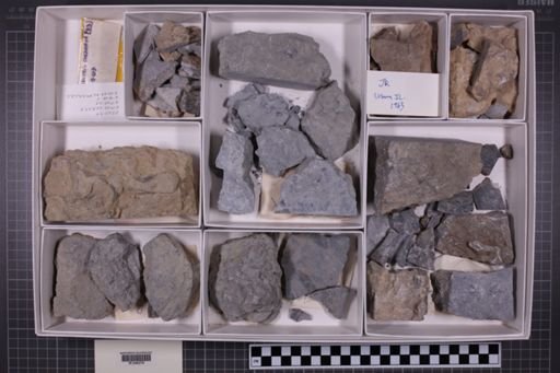 mixed taxa, stratigraphic collection