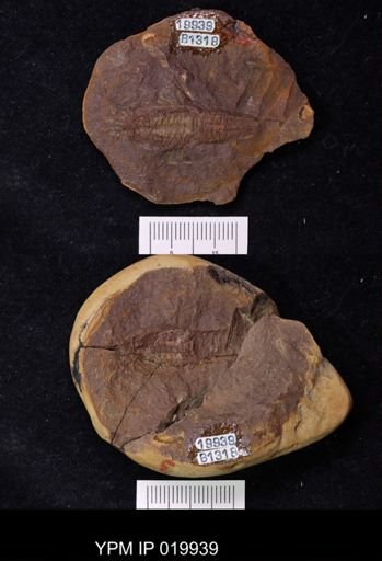 Anthracaris gracilis