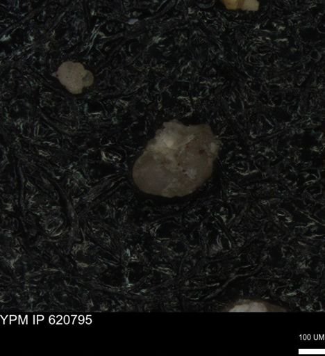undet. Foraminiferida