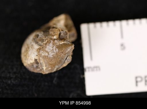 undet. Bivalvia