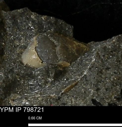 undet. Mollusca