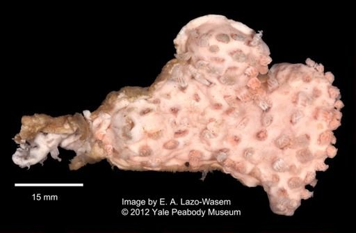 Alcyonacea