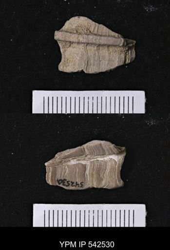Ecphora sp.