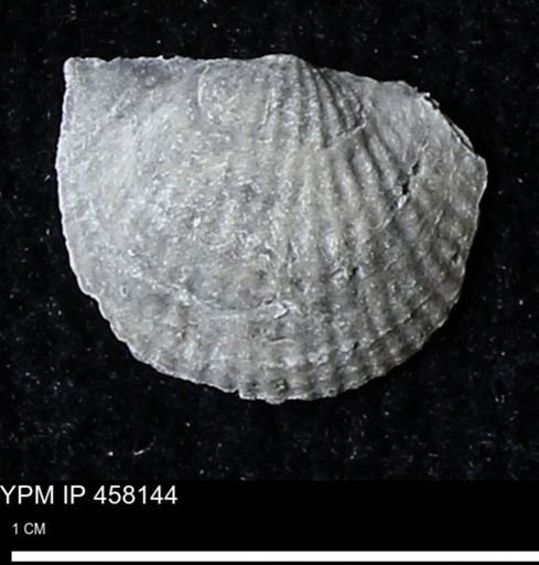 Chonetes mucronatus