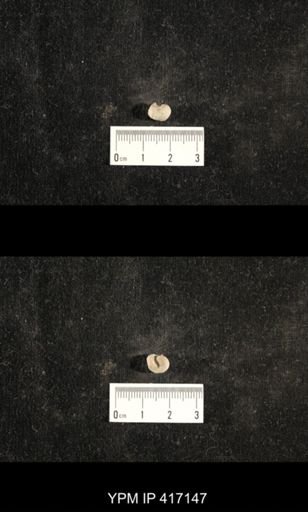 Euphemites carbonarius