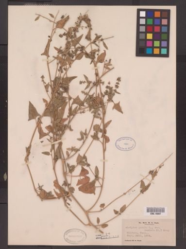 Atriplex patula hastata