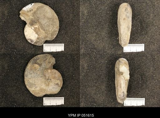 Hoploscaphites nicolletii