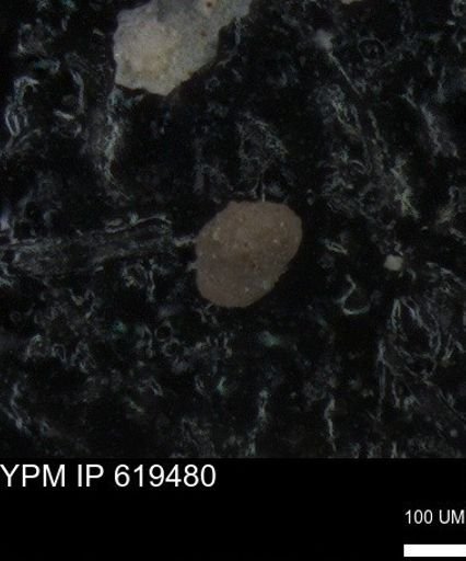 undet. Foraminiferida