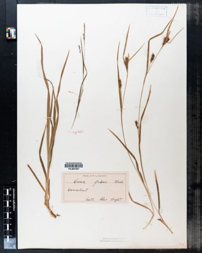Carex grisea