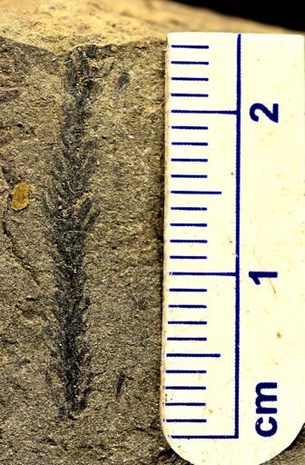 Lepidodendron sp.