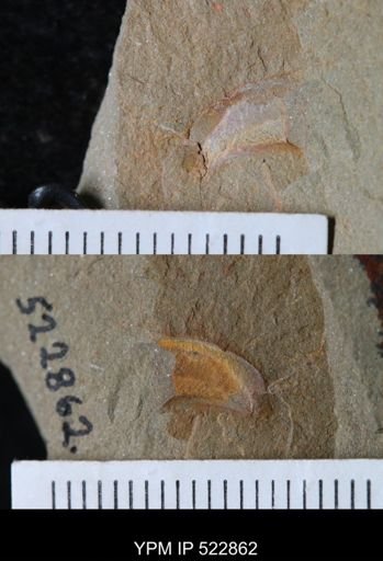 undet. Arthropoda