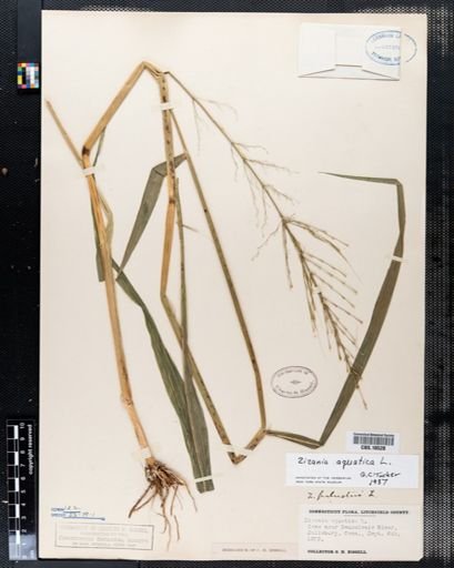 Zizania aquatica