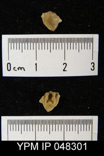 Isorthis arcuaria