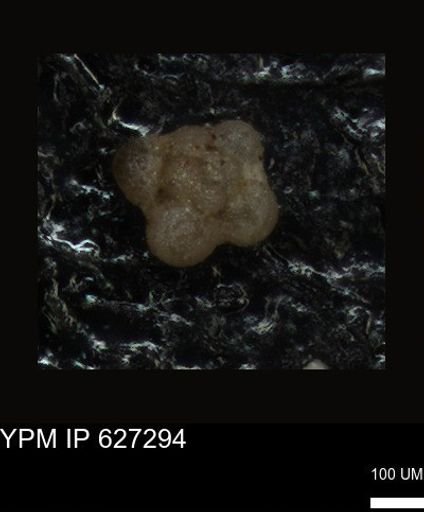 undet. Foraminiferida