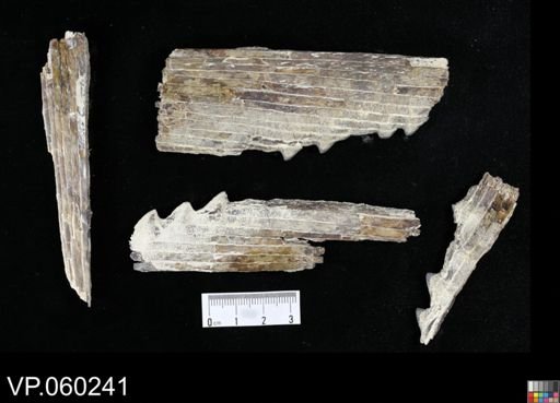 undet. Actinopterygii