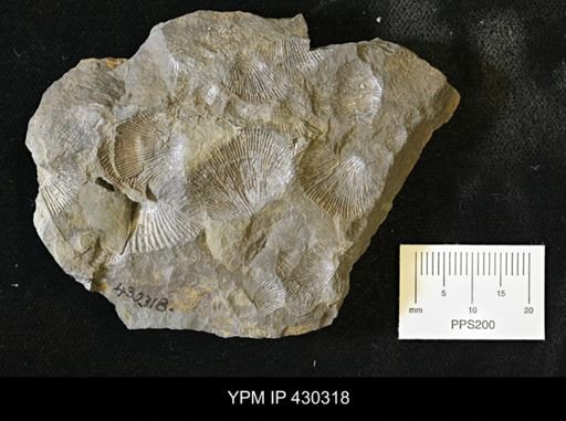 Devonochonetes sp.