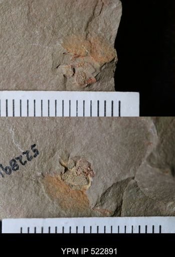 undet. Stylophora