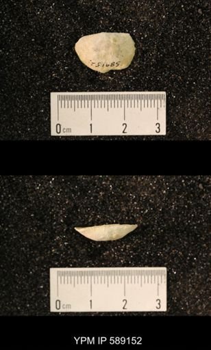 Sowerbyella sp.
