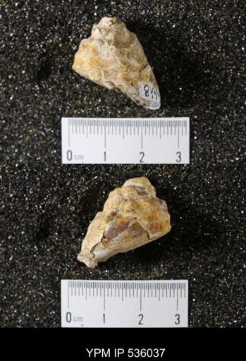 Tulotoma thompsoni