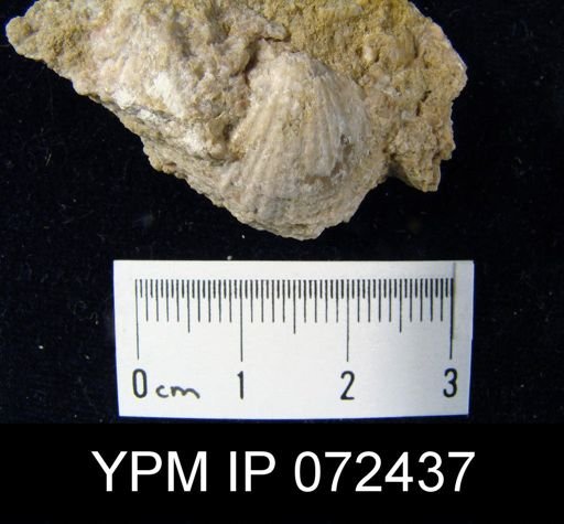 Atrypa tennesseensis