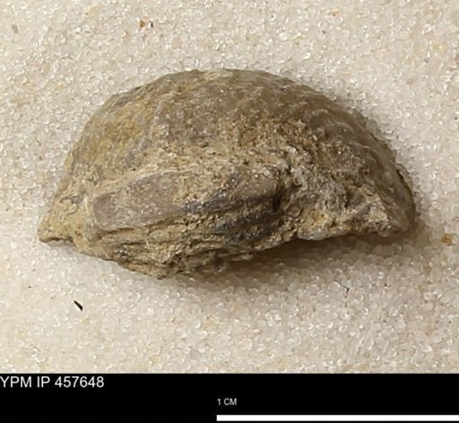 Helaspis sp.