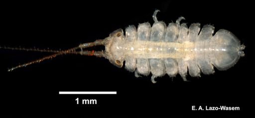 Ianiropsis serricaudis
