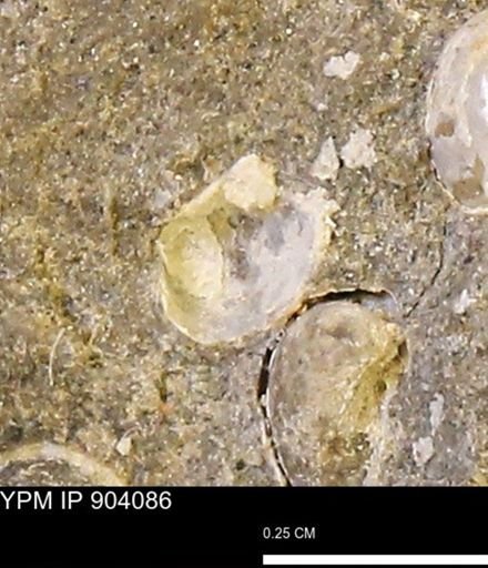 Corbulamella?