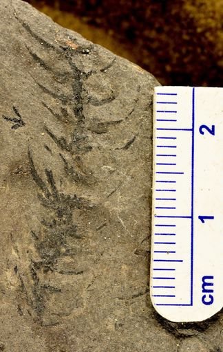 Asterophyllites sp.