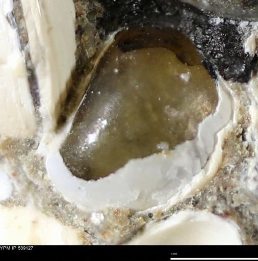 Corbulamella gregaria