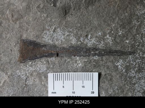 undet. Eurypterida