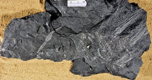 Pecopteris sp.