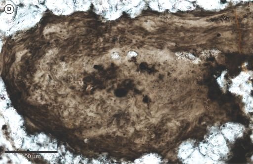 Siphonophycus