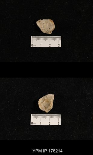 undet. Aulostegoidea
