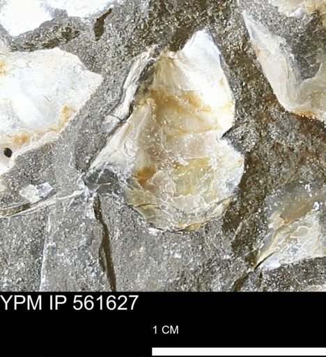 Phelopteria?
