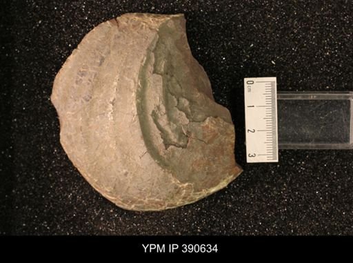 undet. Bivalvia