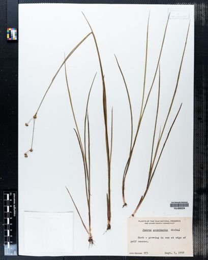 Juncus acuminatus