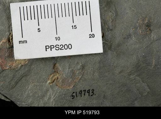 Phyllocystis sp.