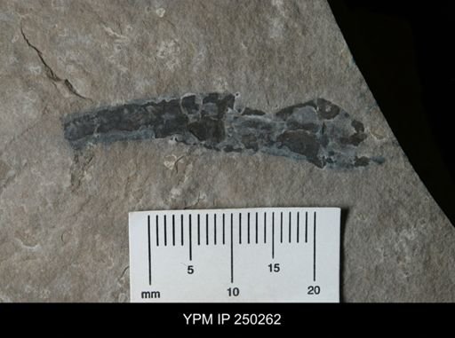 undet. Eurypterida