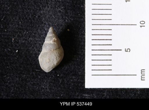 Goniobasis ortmanni