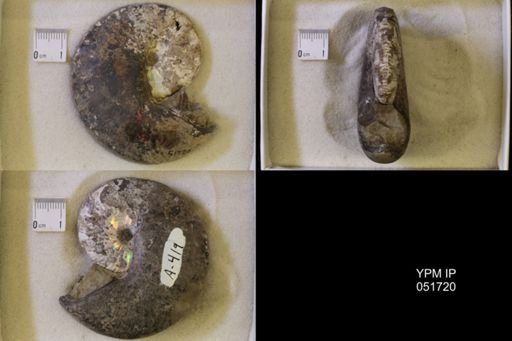 Hoploscaphites nicolletii