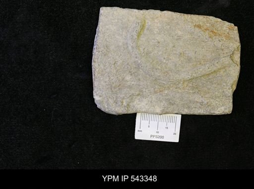 Palaeophycus sp.