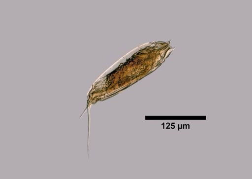 Trichocerca rossae